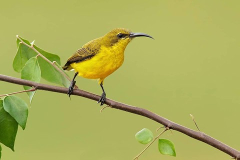 Olive-backed Sunbird (Cinnyris jugularis) female, Queensland, Australia, Oceania