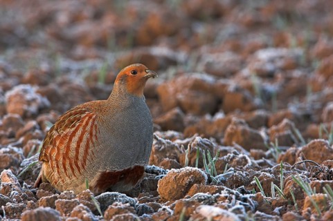 Grey Partridge (Perdix perdix) male, Rhineland-Palatinate, Germany, Europe