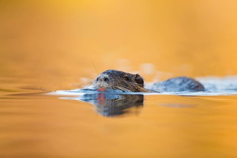 Nutria, Myocastor coypus Coypu, Myocastor coypus
