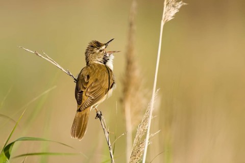 Great Reed Warbler (Acrocephalus arundinaceus) singing, Castile-La Mancha, Spain, Europe