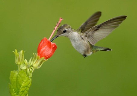 Ruby-throated Hummingbird (Archilochus colubris), Texas, USA, North America