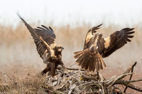 Western Marsh Harrier (Circus aeruginosus) female quarreling, Castile-La Mancha, Spain, Europe