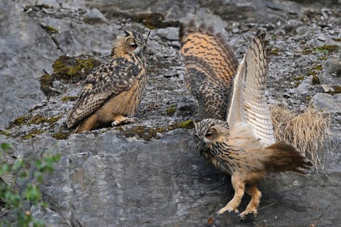 Eurasian Eagle-Owl (Bubo bubo) juveniles, North Rhine-Westphalia, Germany, Europe