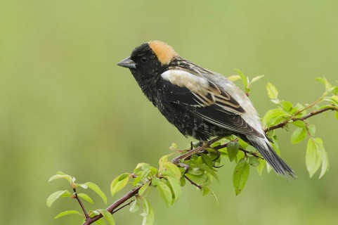 Bobolink (Dolichonyx oryzivorus), Ohio, USA, North America