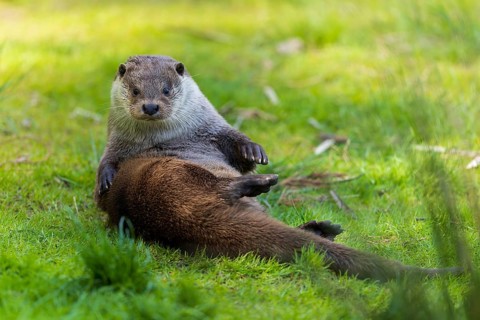 An otter sits on the meadow and looks directly into the camera, European otter (Lutra lutra),