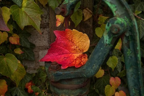 Colourful autumn leaves on an old, rusty water pump handle. Vibrant autumn colours contrast with