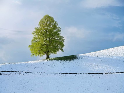 Solitary tree, lime tree (Tilia), standing on a snow-covered hill during leaf emergence, Neuheim,