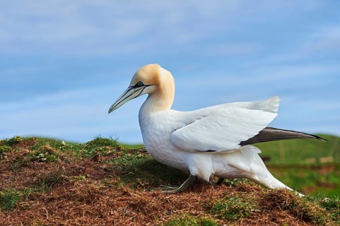 Northern gannet (Morus bassanus) standing on the cliff, wildlife, Helgoland, Germany, Europe