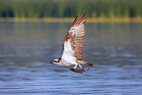 Western osprey (Pandion haliaetus) catching fish in its talons from water surface of lake in summer