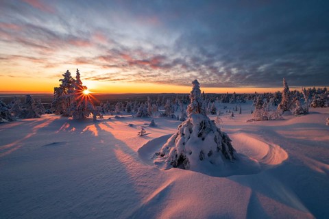 Winter landscape with snow-covered trees, Riisitunturi National Park, Posio, Lapland, Finland,