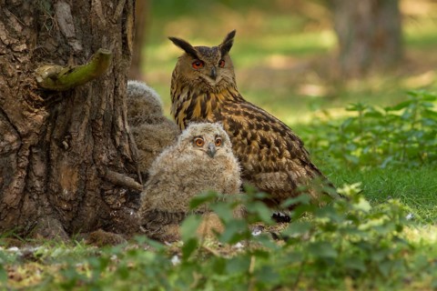 Eurasian Eagle-Owl (Bubo bubo) female with chicks, Utrecht, Netherlands