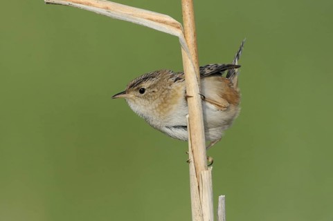 Sedge Wren (Cistothorus platensis), Alberta, Canada, North America