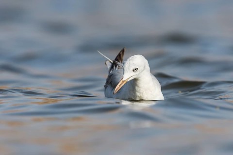 Slender-billed Gull (Chroicocephalus genei), Eilat, Israel, Asia