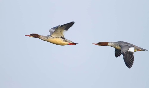 Common Merganser (Mergus merganser) female flying, Baden-Wuerttemberg, Germany, Europe