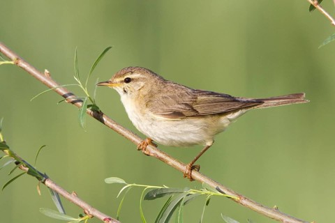 Willow Warbler (Phylloscopus trochilus), Vorarlberg, Austria, Europe