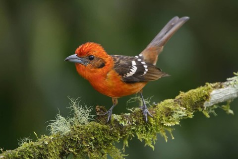 Flame-colored Tanager (Piranga bidentata) male, Costa Rica, Central America