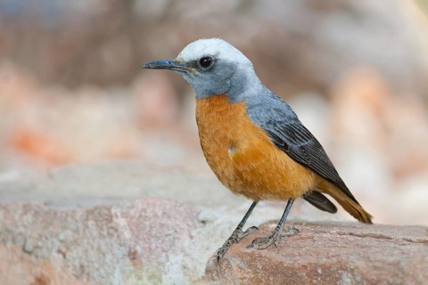 Short-toed Rock Thrush (Monticola brevipes) male, Namibia, Africa