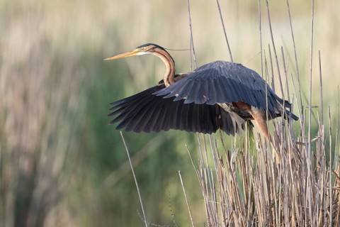 Purple Heron (Ardea purpurea) flying, Baden-Wuerttemberg, Germany, Europe