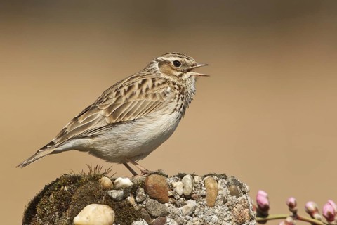 Woodlark (Lullula arborea), Rhineland-Palatinate, Germany, Europe
