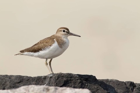 Common Sandpiper (Actitis hypoleucos), Phetchaburi, Thailand, Asia