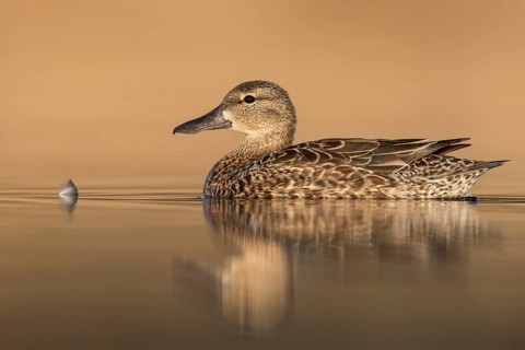 Blue-winged Teal (Anas discors) swimming in a pond in Manitoba, Canada, North America