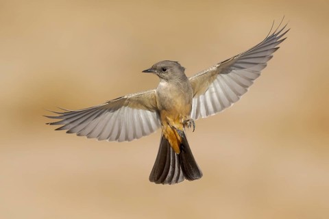 Say's Phoebe (Sayornis saya) flying, California, USA, North America