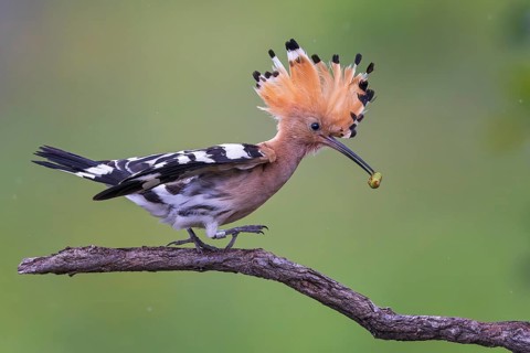 Eurasian Hoopoe (Upupa epops) with food in its beak, Saxony-Anhalt, Germany, Europe