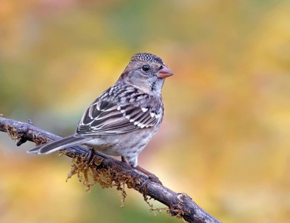 Harris's Sparrow (Zonotrichia querula), Saskatchewan, Canada, North America