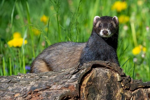 European polecat (Mustela putorius) on the hunt, looking for prey from fallen tree trunk in meadow
