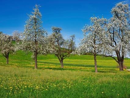 Field of flowering dandelions and pear trees (Pyrus communis), Beinwil, Freiamt, Canton Aargau,