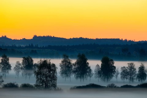 Early morning fog over the moor, birch (Betula), birch family (Betulaceae), dawn, fog, Pfrungen,