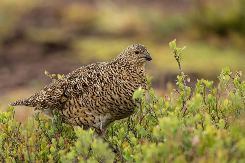 Willow Ptarmigan (Lagopus lagopus), Dalarna, Sweden, Europe