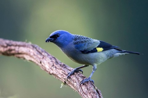 Yellow-winged Tanager (Thraupis abbas) perched on a branch, Solola, Guatemala, Central America