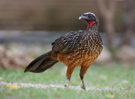 Chestnut-bellied Guan (Penelope ochrogaster), Mato Grosso, Brazil, South America