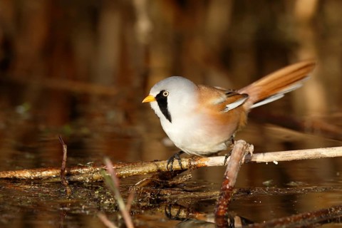 Bearded Reedling (Panurus biarmicus) male foraging in reedbed, Mecklenburg-Western, Pomerania,