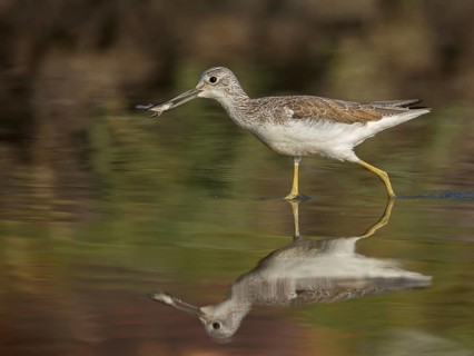 Common Greenshank (Tringa nebularia) with fish in beak, Gambia, Africa