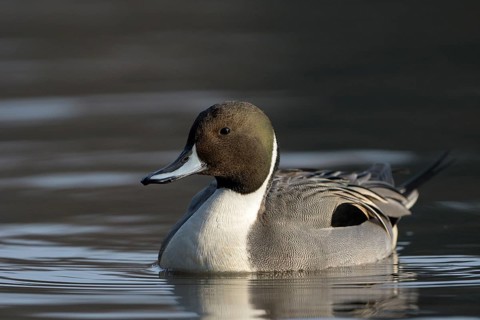 Spiessente (Anas acuta), Pintail, Maennchen, Erpel, Februar, Oberhausen, Ruhrgebiet,