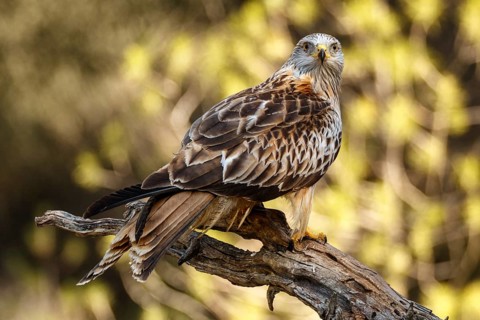Red Kite (Milvus milvus), perched on a branch, Castile and Leon, Spain, Europe
