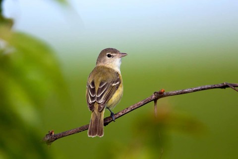 Bell's Vireo Vireo bellii arizonae Prairie State Park, Missouir, United States 1 May Adult Male