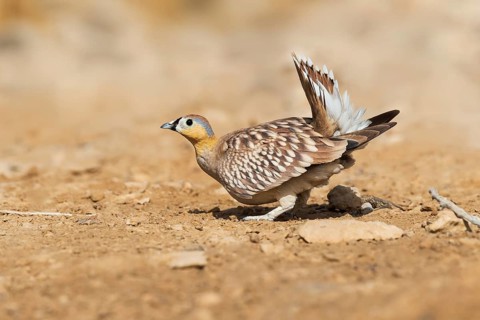 Crowned Sandgrouse (Pterocles coronatus) male, Negev, Israel, Asia