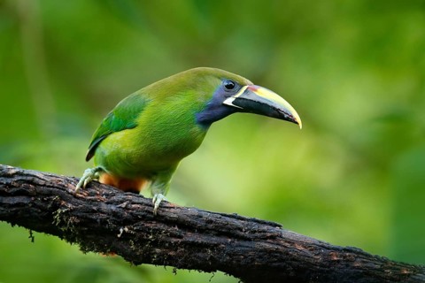 Wildlife scene from nature. Exotic bird, tropic forest. Small toucan. Blue-throated Toucanet,