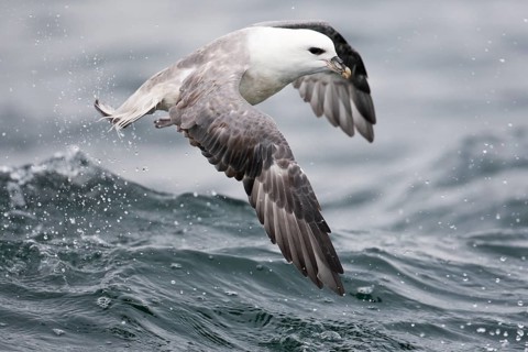 Northern Fulmar (Fulmarus glacialis) flying, North Sea, Germany, Europe