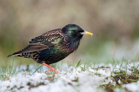 Common Starling (Sturnus vulgaris) on snowy grass field, Sweden, Europe
