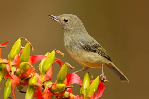 Glossy Flowerpiercer, Diglossa lafresnayii, female, black bird with bent bill sitting on the orange