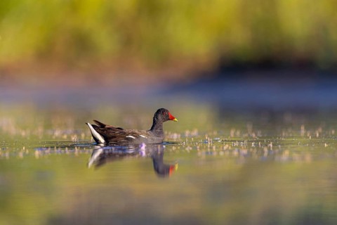 Common Moorhen (Gallinula chloropus), North Rhine-Westphalia, Germany, Europe