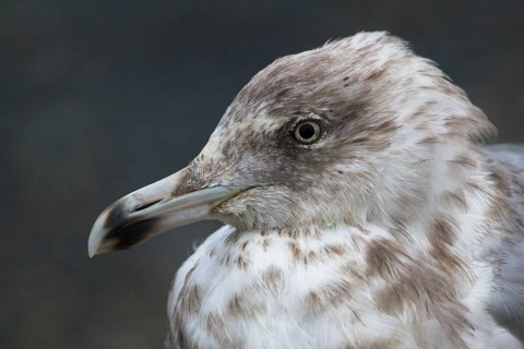 European Herring Gull (Larus argentatus), Texel, Netherlands