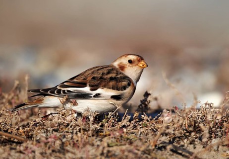Snow Bunting (Plectrophenax nivalis), Schleswig-Holstein, Germany, Europe