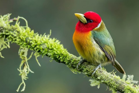 Red-headed Barbet (Eubucco bourcierii) perched on a branch in Colombia, South America