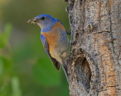 Western Bluebird (Sialia mexicana) at nest cavity in the Sierra Nevada mountains of California