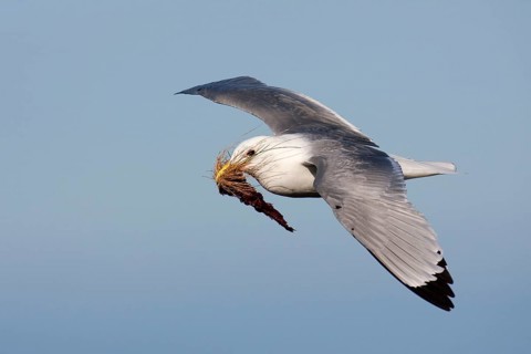 Black-legged Kittiwake (Rissa tridactyla) flying, Schleswig-Holstein, Germany, Europe